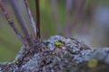 Lichen and rough tree texture close macro Royalty Free Stock Photo