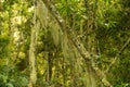 Lichen in ruwenzori mountains Royalty Free Stock Photo