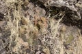 Lichen in ruwenzori mountains Royalty Free Stock Photo