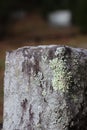 Lichen on sculpted cemetery tombstone