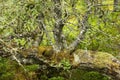 Lichen species in Norway Royalty Free Stock Photo