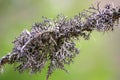 Lichen on a spruce branch Royalty Free Stock Photo