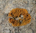 Lichen on Stone 1 Royalty Free Stock Photo