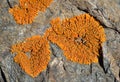 Lichen on stone Royalty Free Stock Photo