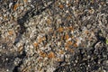 Lichen on the stone floor as background Royalty Free Stock Photo