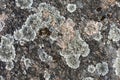 Lichen on a stone, gray colours