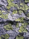 Lichen stone texture Royalty Free Stock Photo