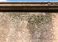 Lichen on stucco