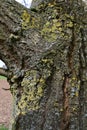 Lichen on Sycamore Tree Trunk - Acer pseudoplatanus, Norfolk, England, UK Royalty Free Stock Photo