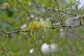 Gray fruity lichen on a thin tree branch. Rainwater droplets. Greenish diffuse background