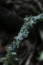 Lichen symbiotic relationship. Organic stillife.