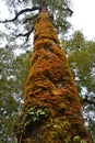 Lichen on a Tall Kahikatea Tree, Oparara, karamea, New Zealand