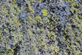 Lichen texture