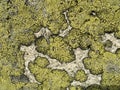 Lichen texture