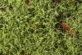 Lichen texture close up