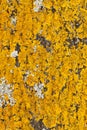 Yellow lichen on a tree. Royalty Free Stock Photo