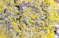 Lichen Royalty Free Stock Photo