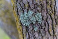 Lichen on tree bark, light green rough texture Royalty Free Stock Photo