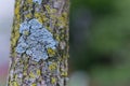 Lichen on tree bark, light texture Royalty Free Stock Photo