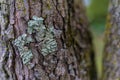 Lichen on tree bark, light texture side Royalty Free Stock Photo