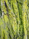 lichen on tree bark. The microcosm of the forest.