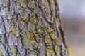 Lichen on tree bark rough texture Royalty Free Stock Photo