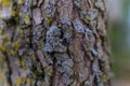 Lichen on tree bark texture vertical ridges Royalty Free Stock Photo