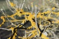 Lichen on tree branch - Lichen grows on rotten wood Royalty Free Stock Photo