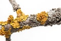 Lichen on a tree branch.