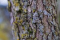 Lichen on tree branch or trunk texture Royalty Free Stock Photo