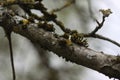 Lichen on tree branch in a wild european forest Royalty Free Stock Photo