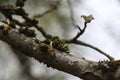 Lichen on tree branch in a wild european forest Royalty Free Stock Photo