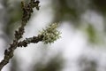 Lichen on tree branch in a wild european forest Royalty Free Stock Photo