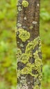 Lichen on the tree