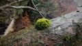 Lichen grew up on tree Royalty Free Stock Photo