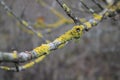 Lichen on a tree