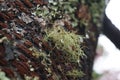 Lichen on tree Royalty Free Stock Photo