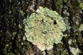 Lichen on tree trunk Royalty Free Stock Photo