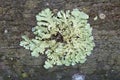 Lichen on tree trunk Royalty Free Stock Photo