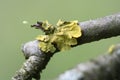 Lichen twig Royalty Free Stock Photo