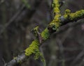 Lichen twig Royalty Free Stock Photo