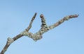 Lichen on twig Royalty Free Stock Photo