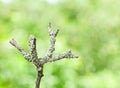 Lichen on twig Royalty Free Stock Photo