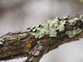 Lichen twig macro Royalty Free Stock Photo