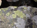 Lichen of the Ukrainian Carpathians. Moss and algae on the rocks