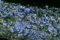Lichen in ultraviolet Royalty Free Stock Photo
