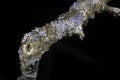 Lichen in ultraviolet Royalty Free Stock Photo