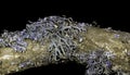 Lichen in ultraviolet Royalty Free Stock Photo