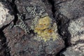 Lichen Royalty Free Stock Photo