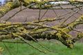 Lichen, White Willow - Salix alba, Norwich, England, UK